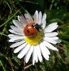 Daisy92